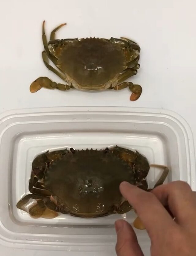 crab
